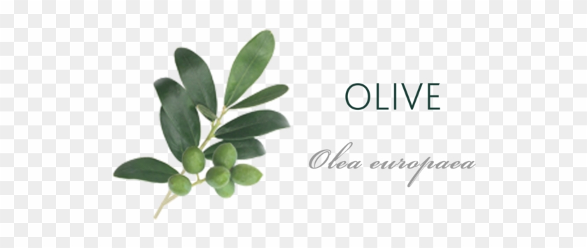 Olive Tree Meaning - Herbal #382231