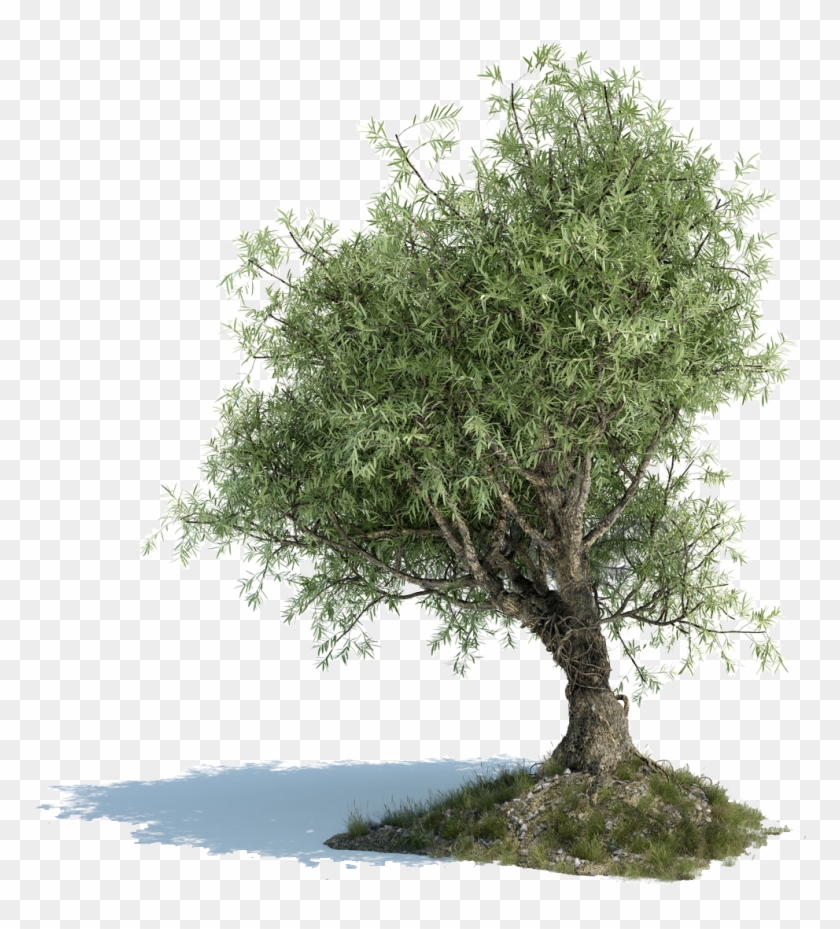 Olive Tree - Old Olive Tree Png #382245
