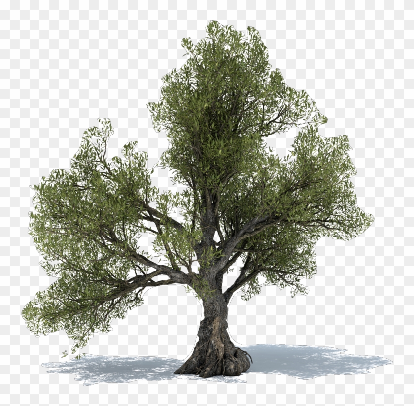 The Symbolic Power Of The Olive Tree - Olive Leaf Extract Benefits #382247