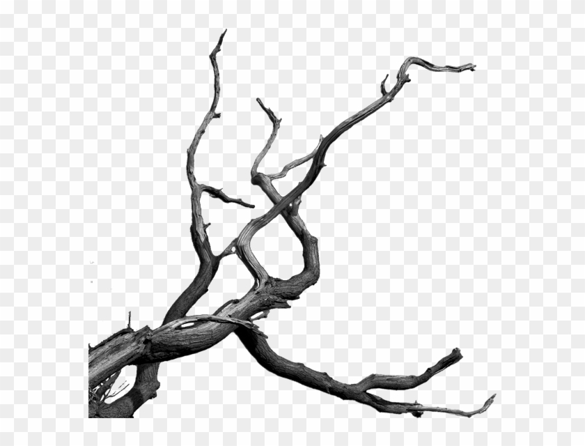 Photomanipulation By Sebastain - Dead Tree Branches Png #382265