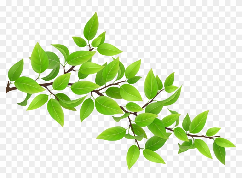 Green Branch Transparent Png Clip Art Image - Ağaç Dalı Hd Png #382306