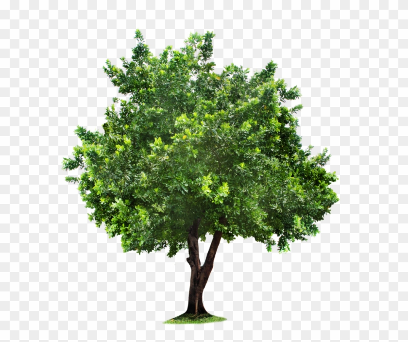 Tree Png Clipart - Matters Most In Life Are Quotes #382388
