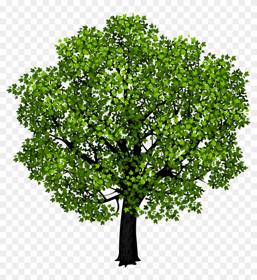 Green Maple Tree Png Clipart Picture - Yellow Tree Cutout #382392