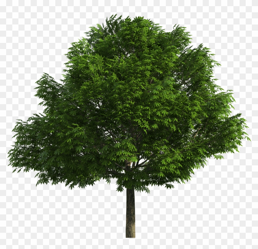 Realistic Tree Png Clip Art - Tree Png #382397