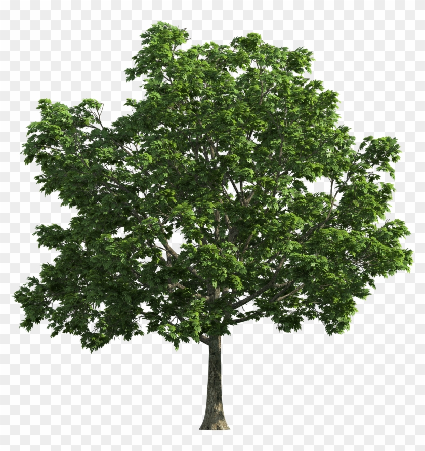 Tree Transparent Png Clip Art - Oak Tree Transparent Background #382410