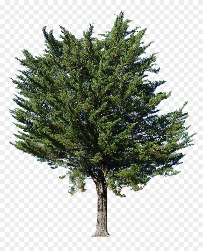 Pine Tree Transparent Alpha - Arrow Ezee 7 Ft. 10 In. W X 7 Ft. 2 In. D Metal Storage #382420