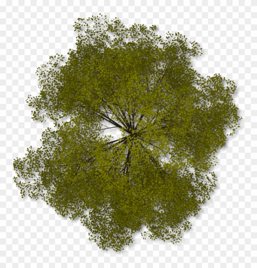 Tree Top Png Clipart - Trees In Plan Png #382424