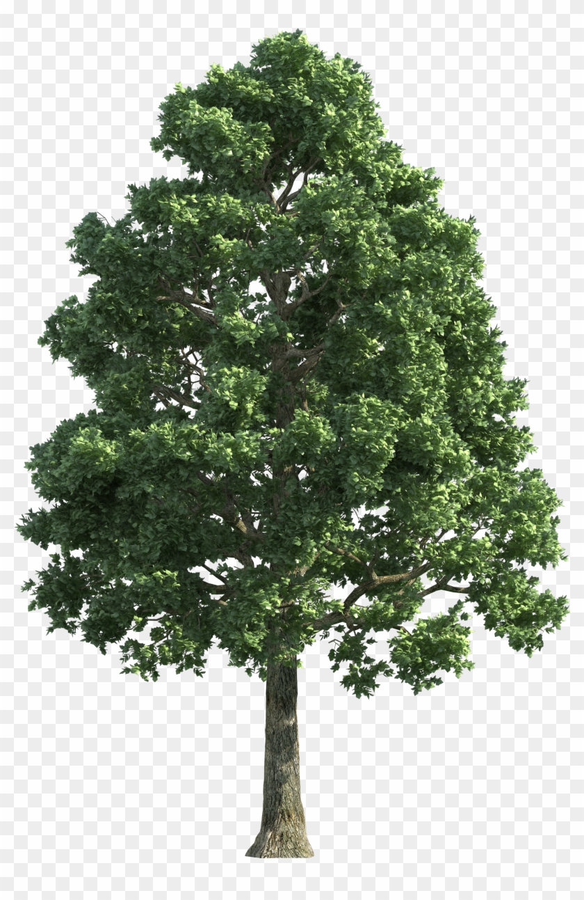 Green Realistic Tree Png Clip Art - Big Tree Png #382436