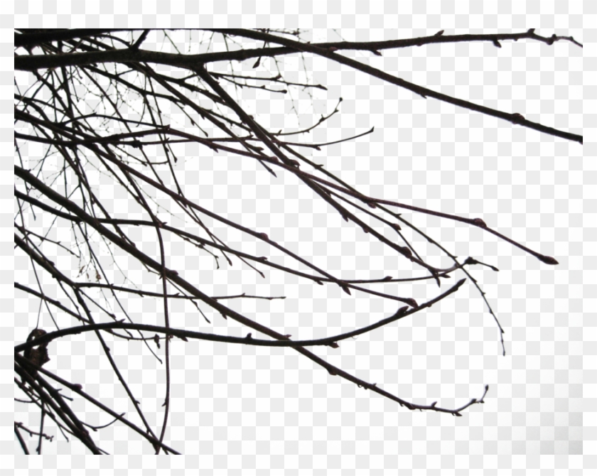 Branch - Branch Shadow Png #382435