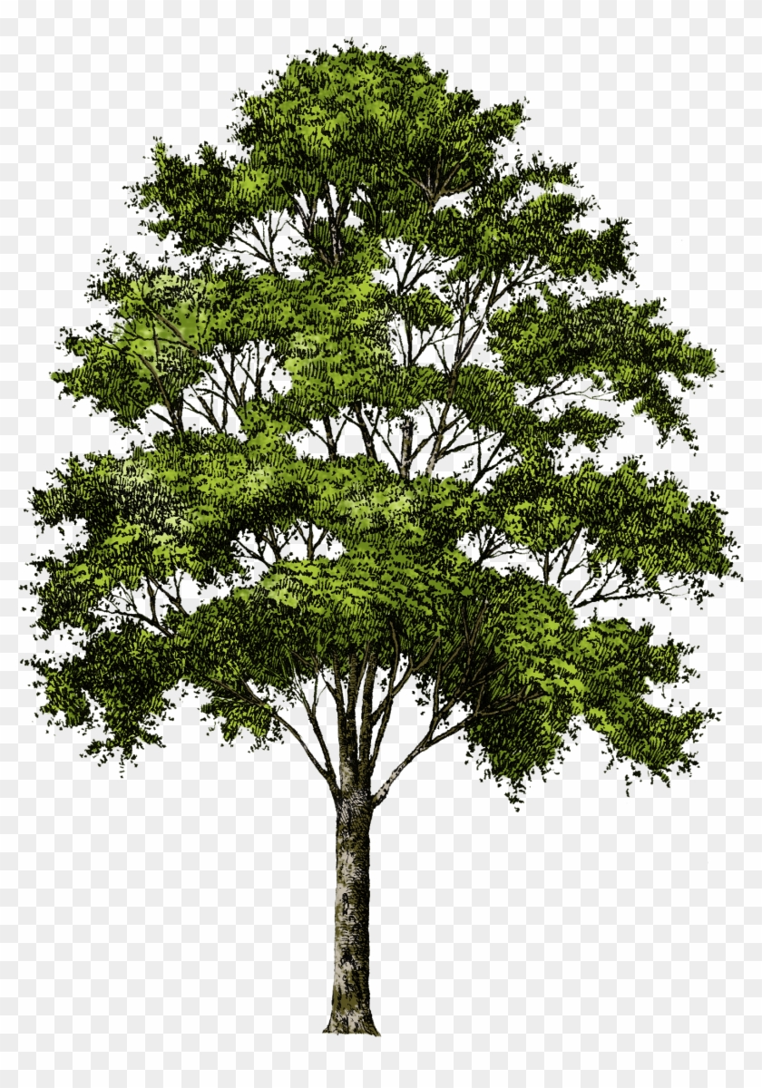 Clipart Tree Collection Png - Trees Png Free Download #382462