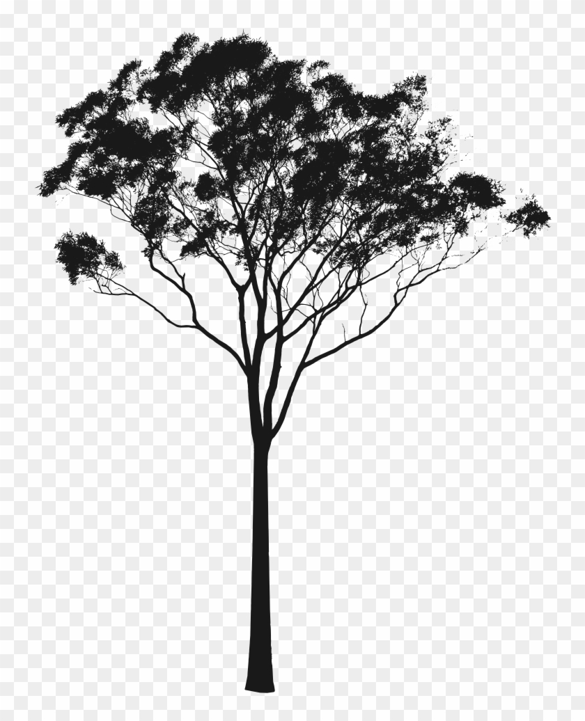 Eucalyptus Gum Tree Clipart - Gum Tree Silhouette #382484