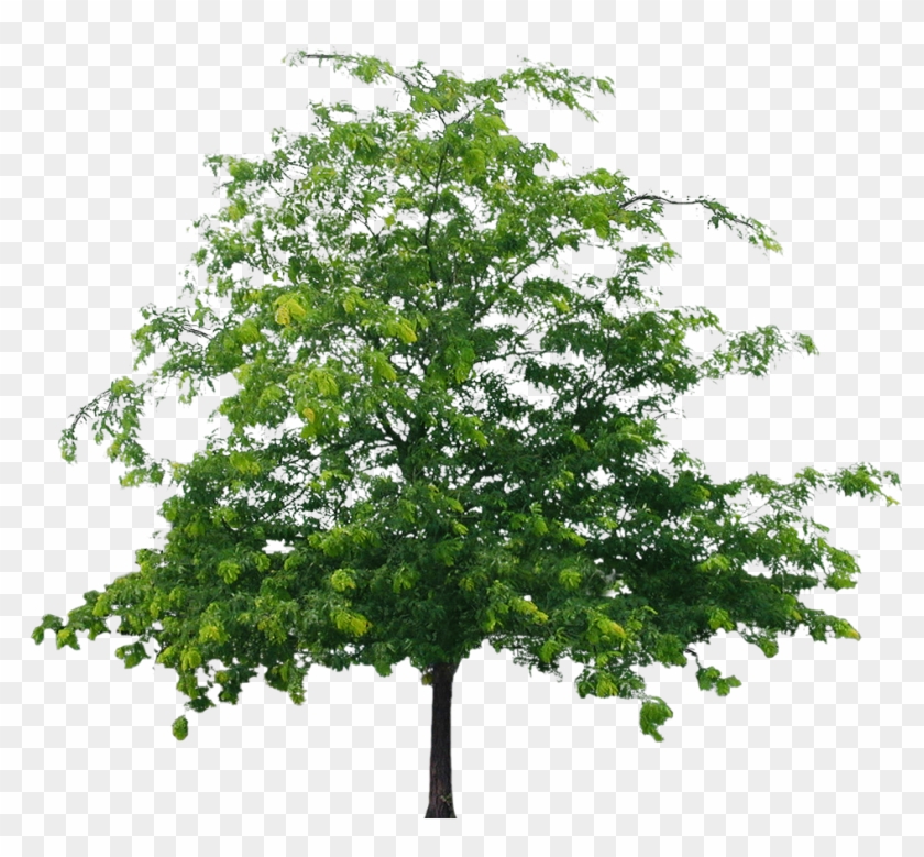 Best Tree Clipart Png Image - Tree Png File Hd #382504