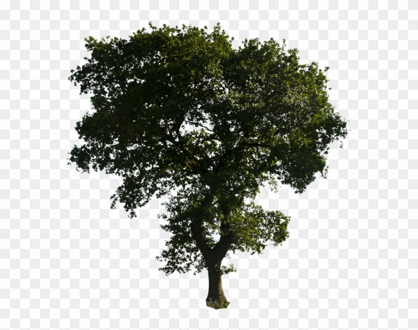 Clipart Tree Png Download - Tree For Photoshop Png #382546