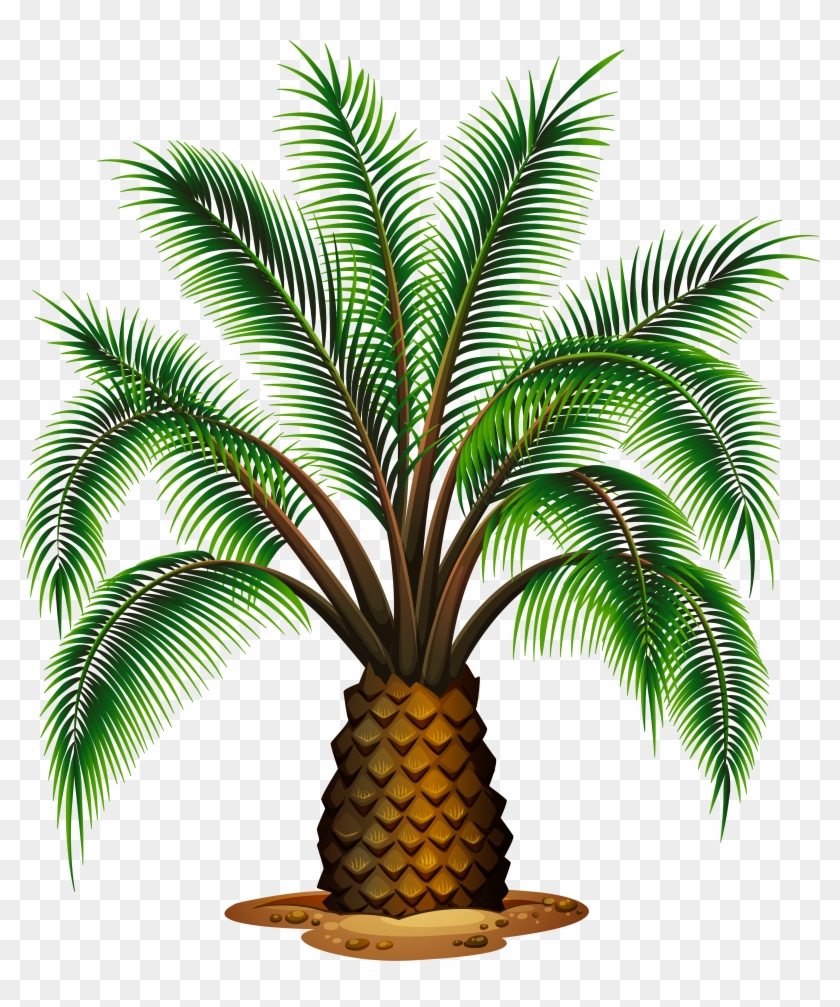 Sketch Clipart Palm Tree - Different Types Of Palm Trees #382565
