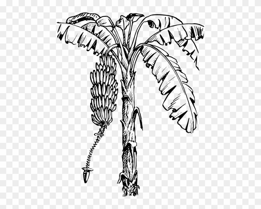 Banana Tree Illustration - Banana Tree Clip Art #382559