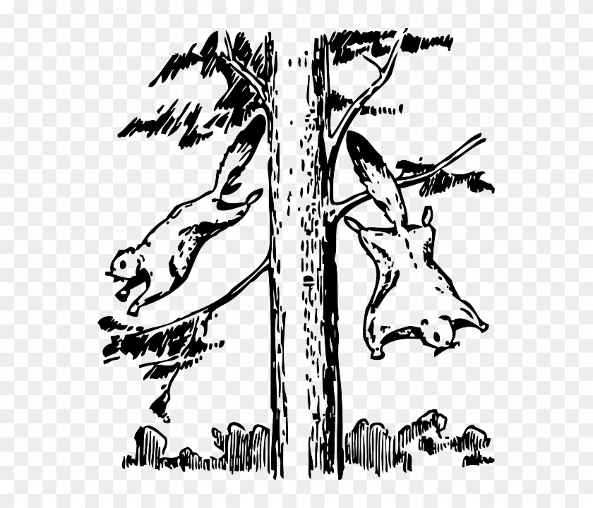 Squirrel Animals, Outline, Tree, Cartoon, Flying, Squirrel - Flying Squirrel Coloring Page #382568