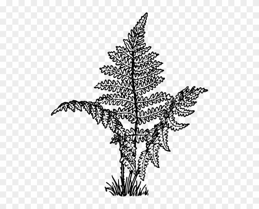 Fern Plant Clip Art At Clker - Fern Plant Drawing #382570
