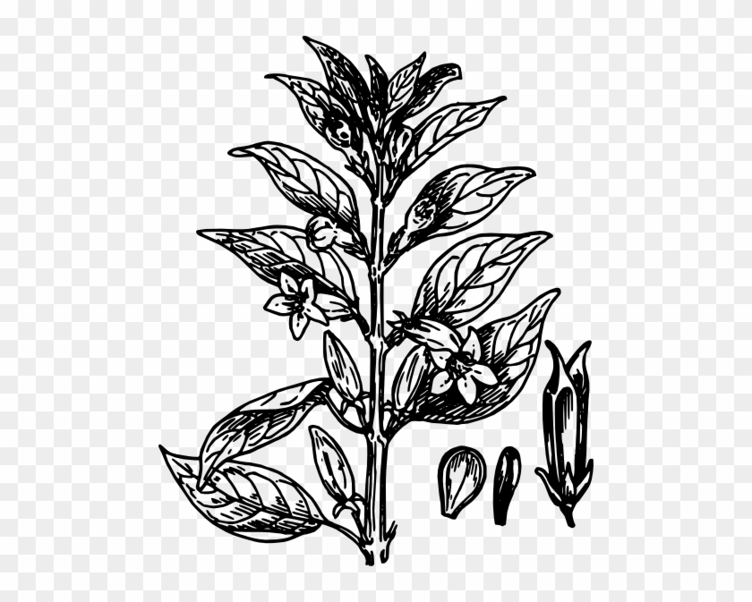 Seeds Of Plant Clip Art - Small Plant Black And White #382573