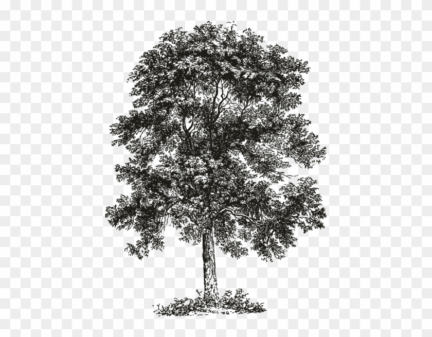 Collection Of Ash Tree Drawing High Quality Free Cliparts - Ecoholic: Your Guide To The Most Environmentally Friendly #382594