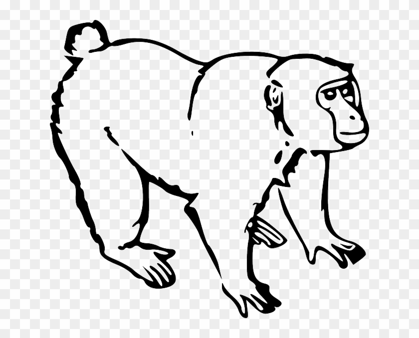 Black, Outline, Drawing, White, Ape, Line - Monkey Black And White #382620