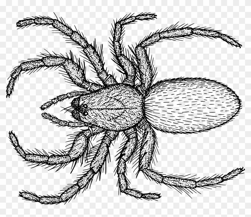 Spider Line Drawing At Getdrawings Com Free For Personal - Spider Line Drawing #382641