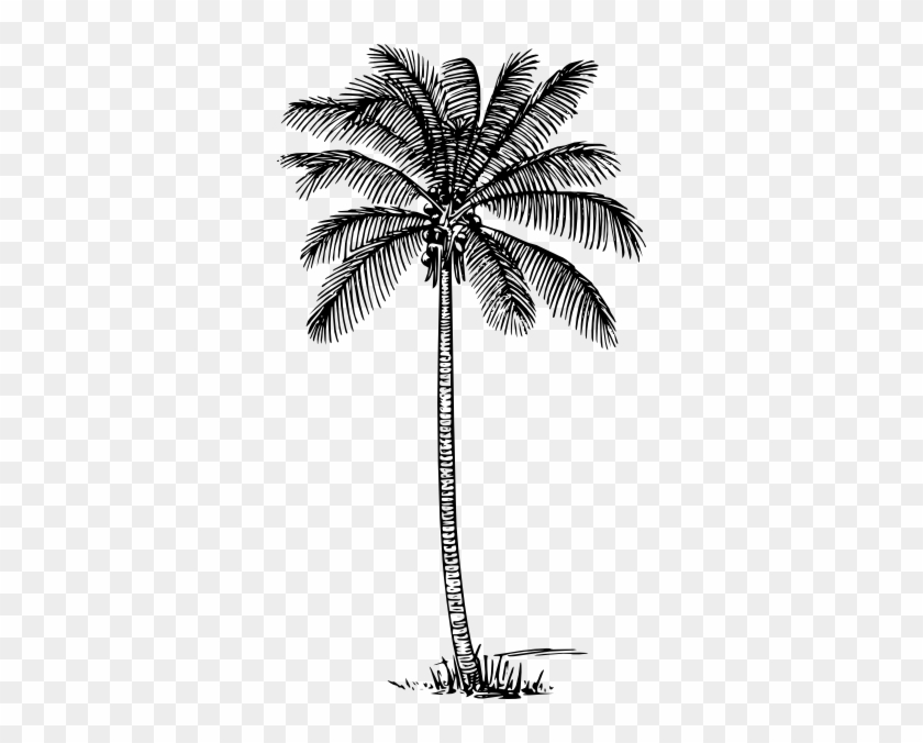 Coconut Tree Clipart Kid - Coconut Tree Line Drawing #382644