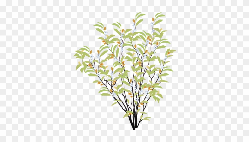 Ian Symbol Myrica Cerifera - Drawing Of Shrub Plant #382654