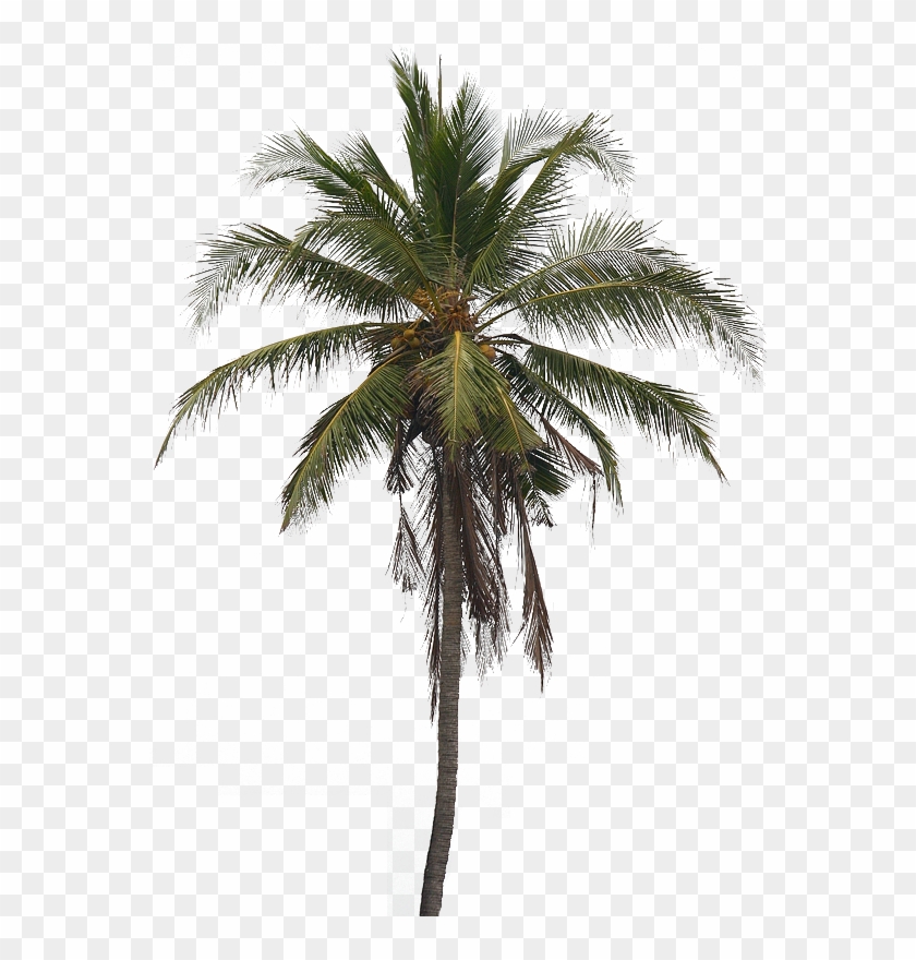 Image5 - Coconut Tree Images Png #382671