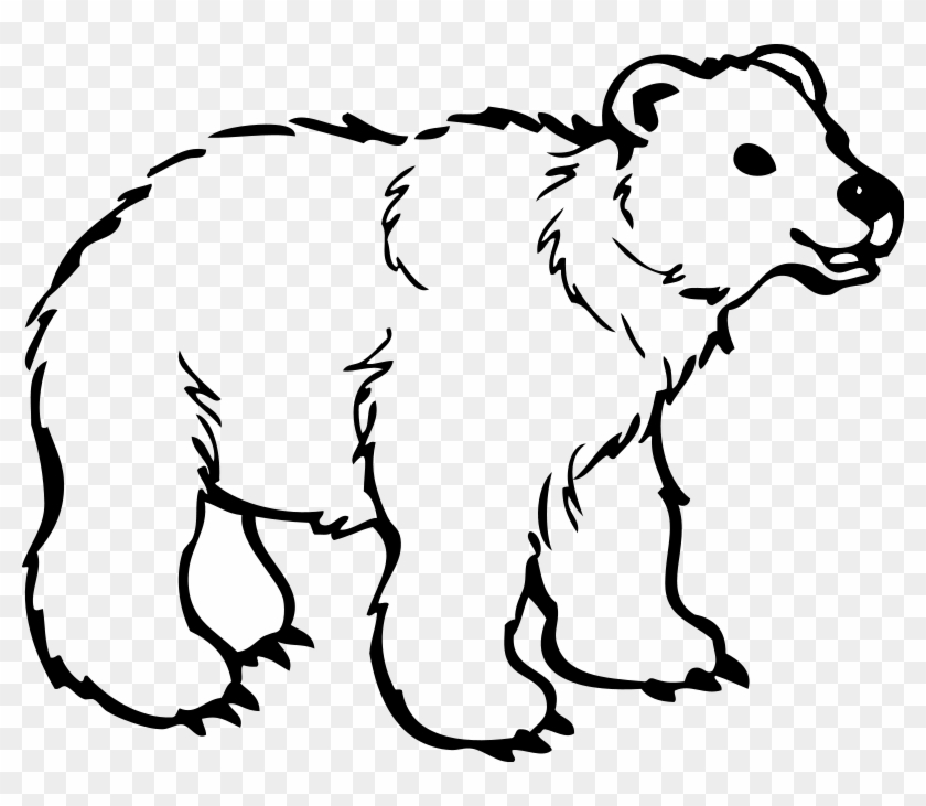 Jungle Animal Coloring Pages - Colouring Picture Of Bear #382674