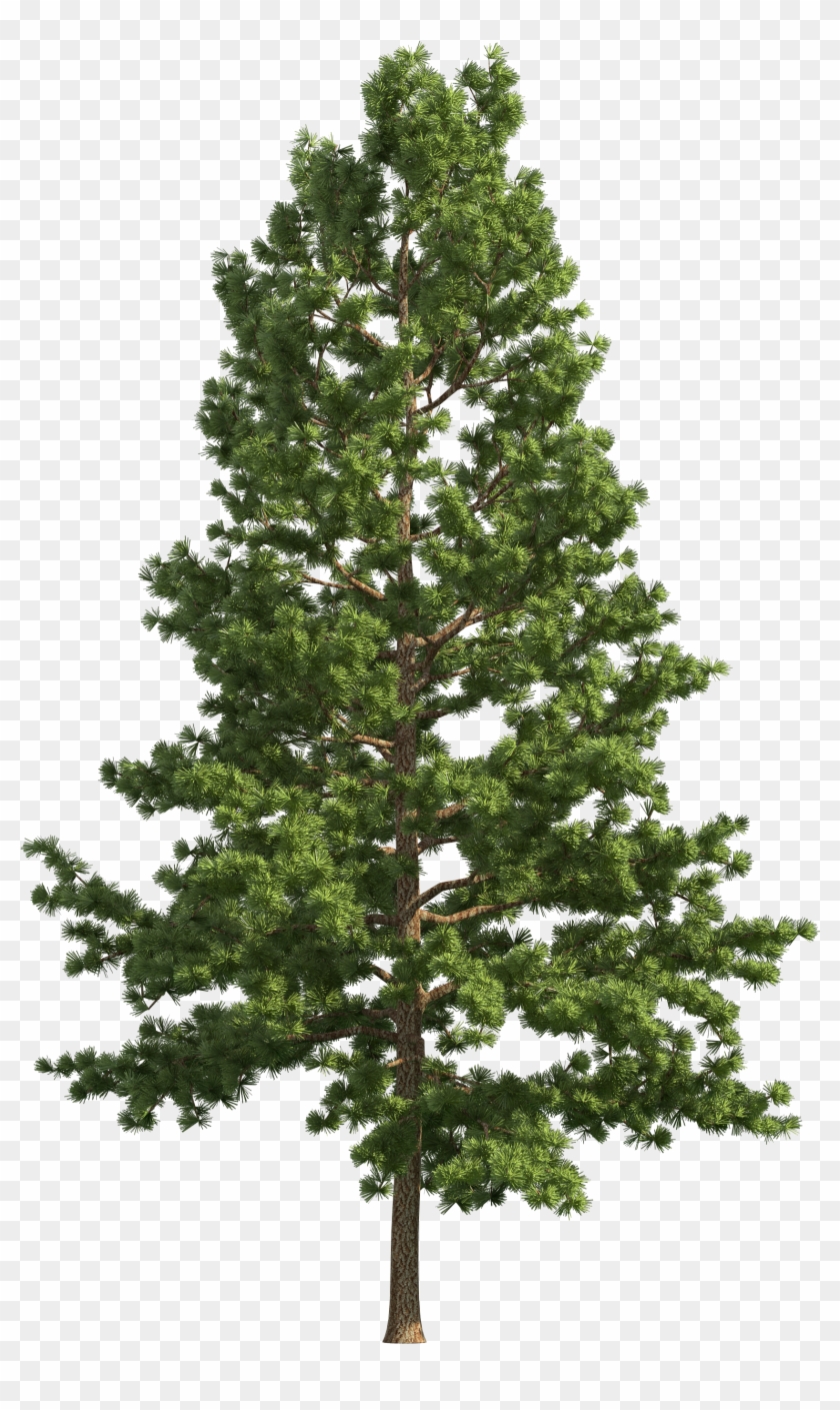 Pine Realistic Tree Png Clip Art - Pine Realistic Tree Png Clip Art #382685