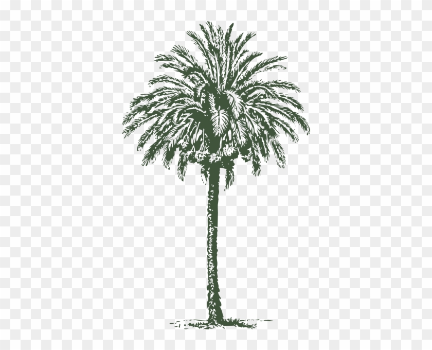 Date Palm Clip Art At Clker - Palma De Cera Vector #382683