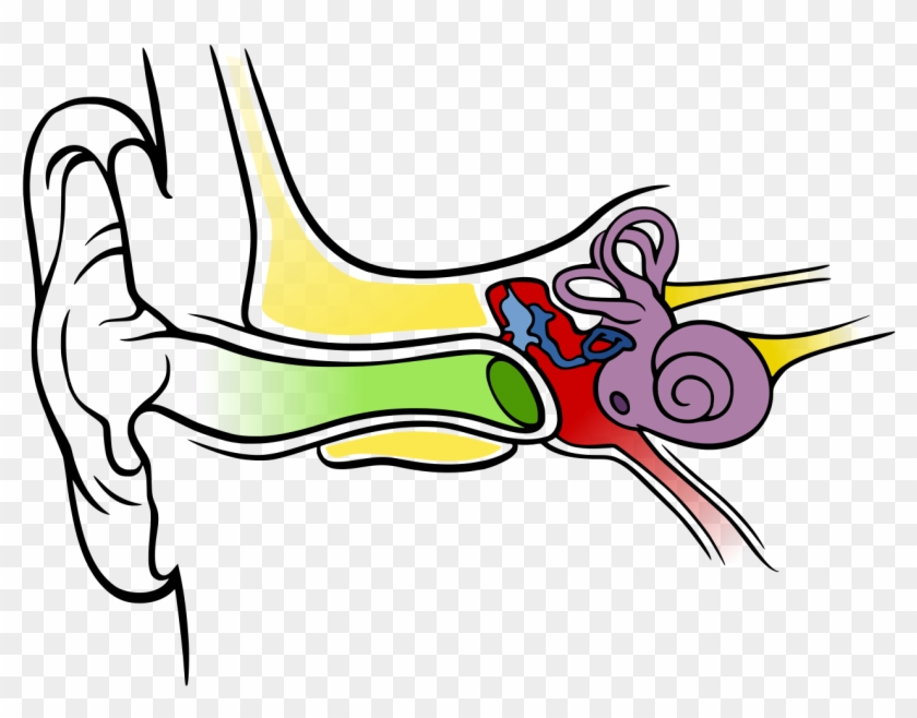 Blank Eye Diagram - Anatomy Of The Human Ear #382704