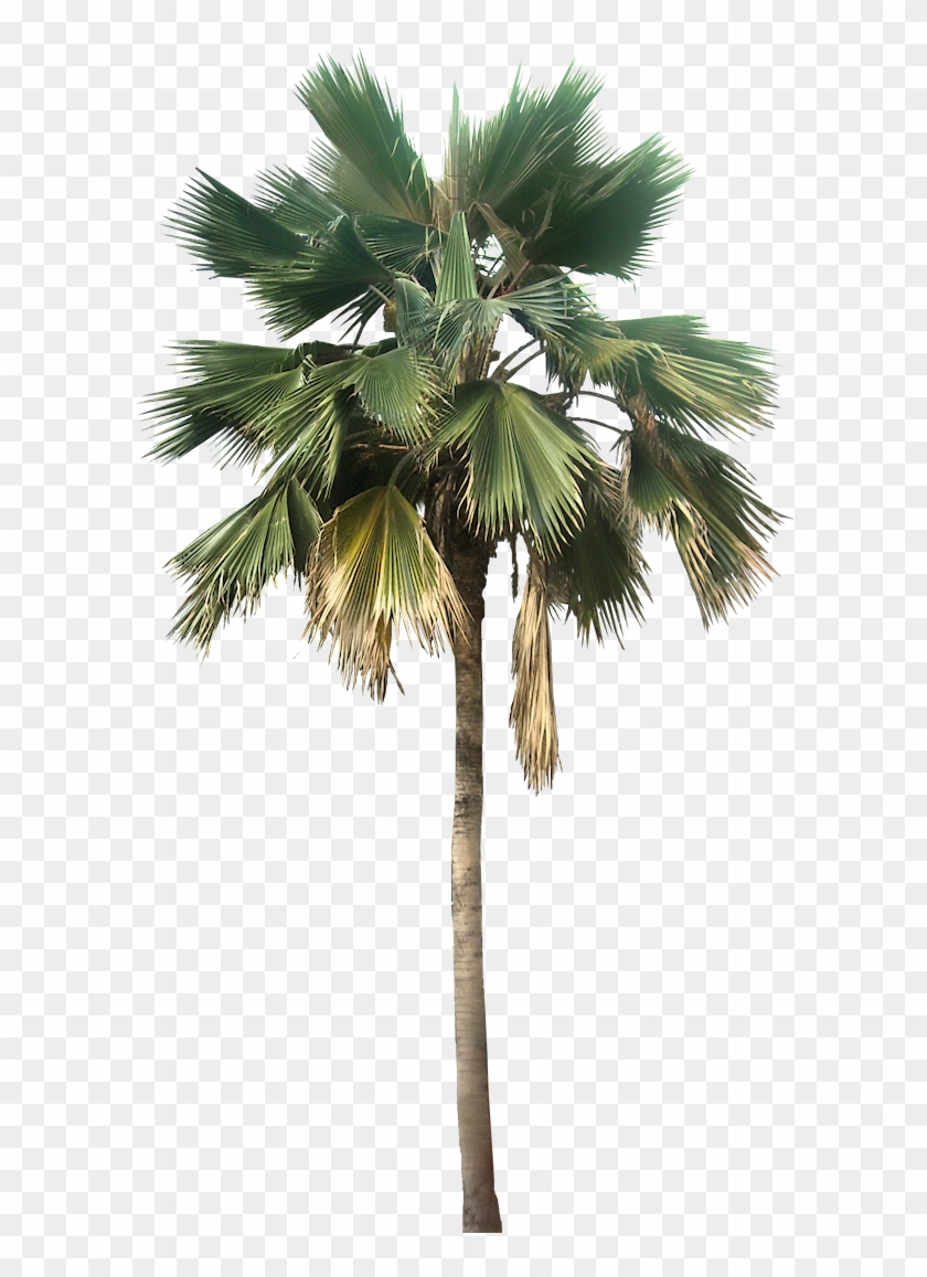 Coconut Trees Vectors Photos And Psd S - Palm Png #382714