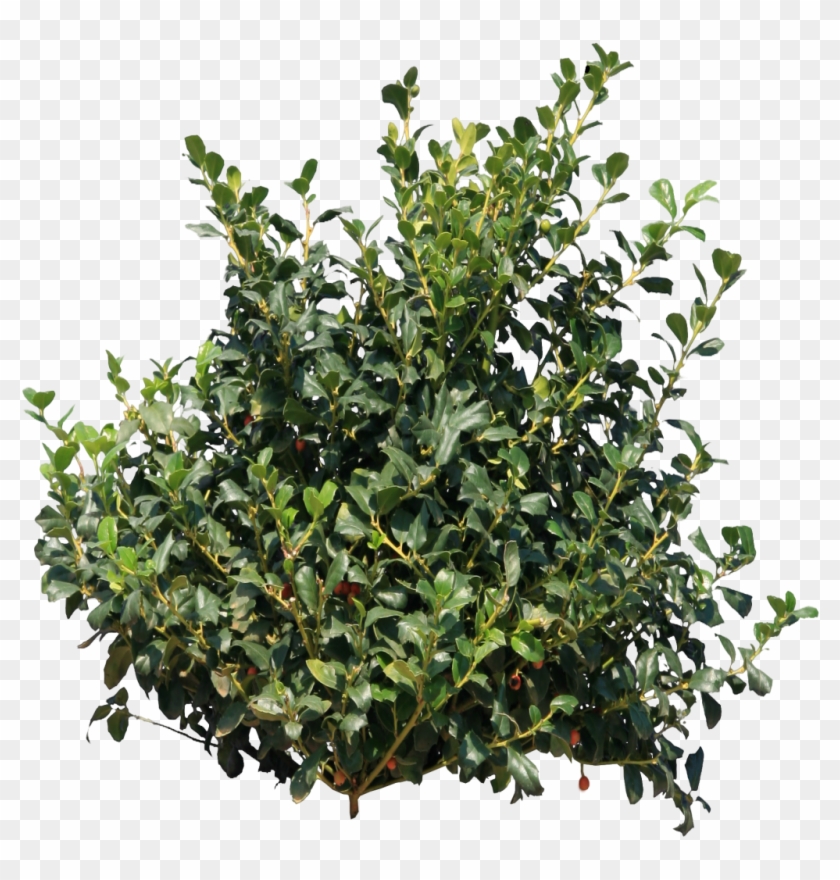 Shrub Clipart Group Tree - Bush Png #382724