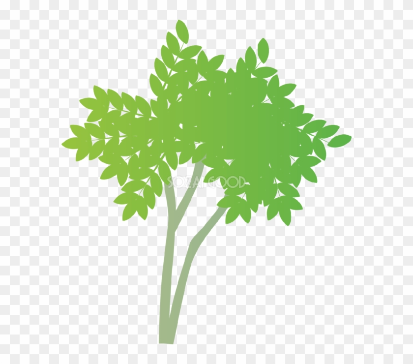 おしゃれな木 ニガキ無料イラスト Palm Tree Free Transparent Png Clipart Images Download