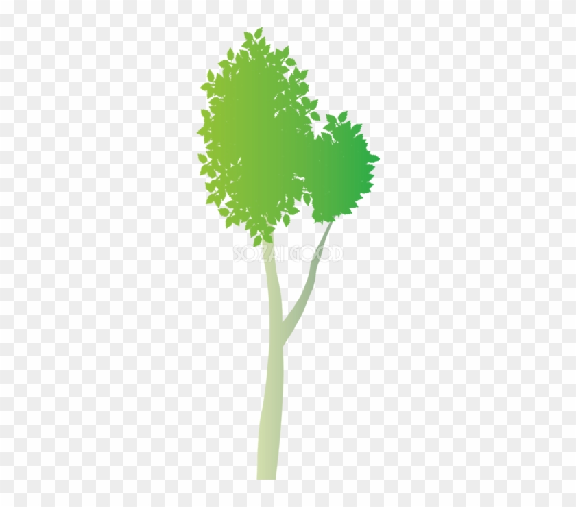 おしゃれな木 白樺の無料イラスト814 Tree Free Transparent Png Clipart Images Download