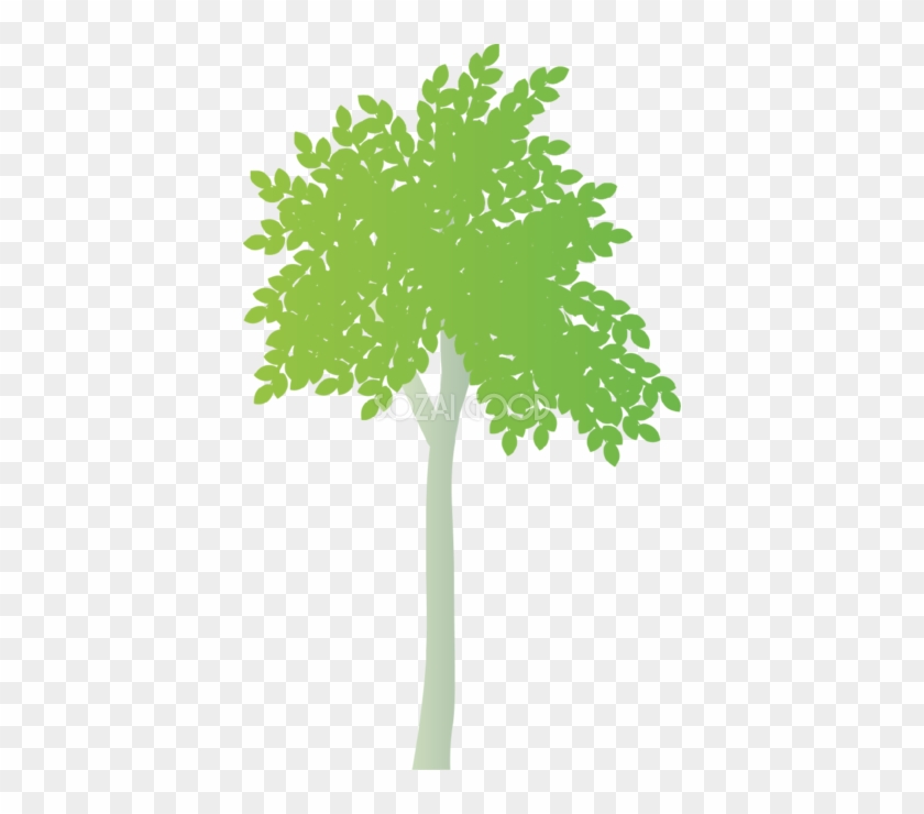 おしゃれな木 イスノキ無料イラスト814 Maidenhair Tree Free Transparent Png Clipart Images Download