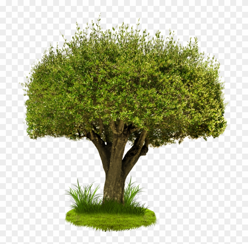 Tree Png Image - Tree Images In Png #382877