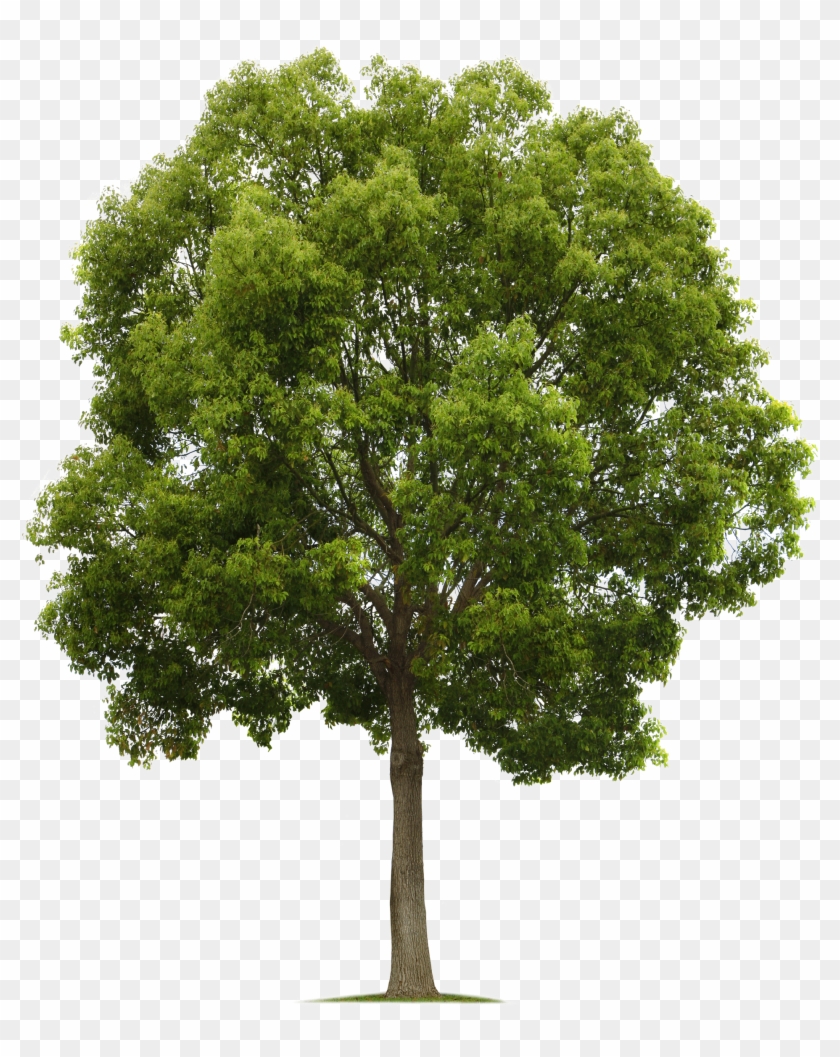 Tree Transparent Png Photo - Trees Png High Quality #382881