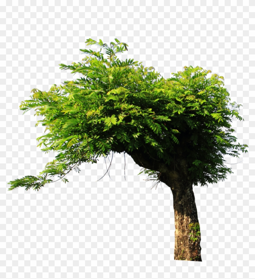 Tree Png Stock By Ady-stock - Tree Stock Image Png #382884