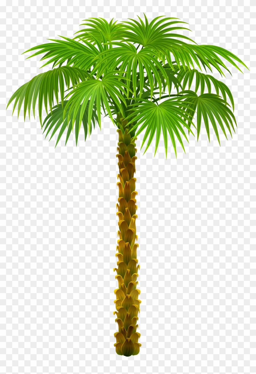 Palm Tree Png Clipart Picture - Palm Tree Png Clipart Picture #382899