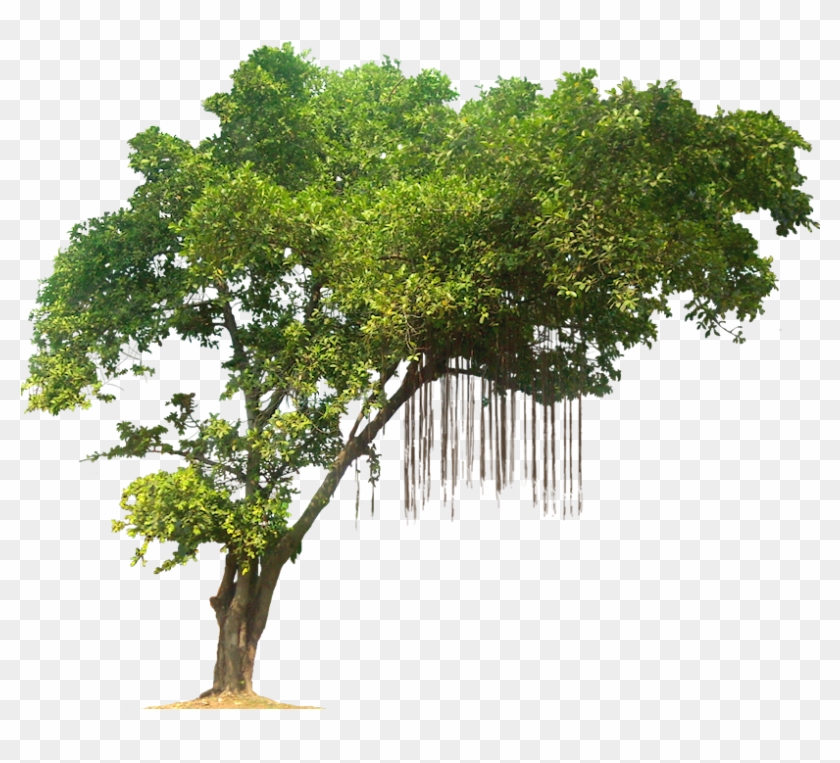 Jungle Tree Png Image By Kooyooss - Jungle Tree Png #382925