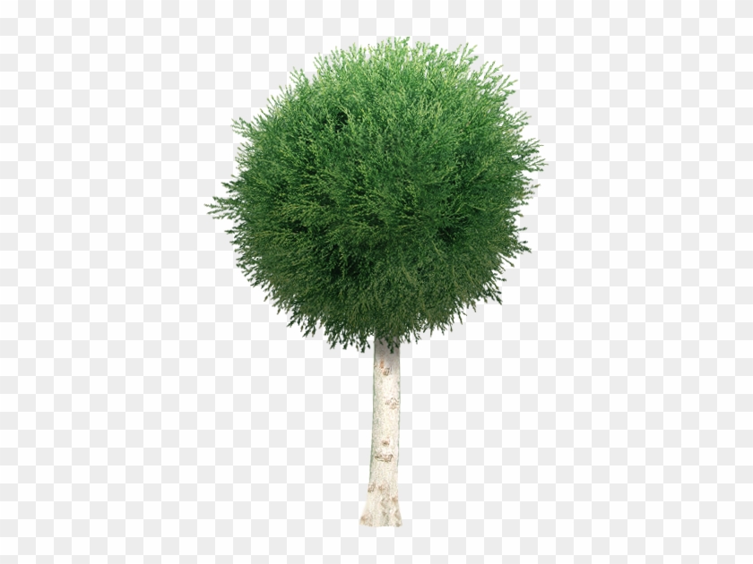 Garden Tree Png By Dbszabo1 - Garden Tree Png #382927