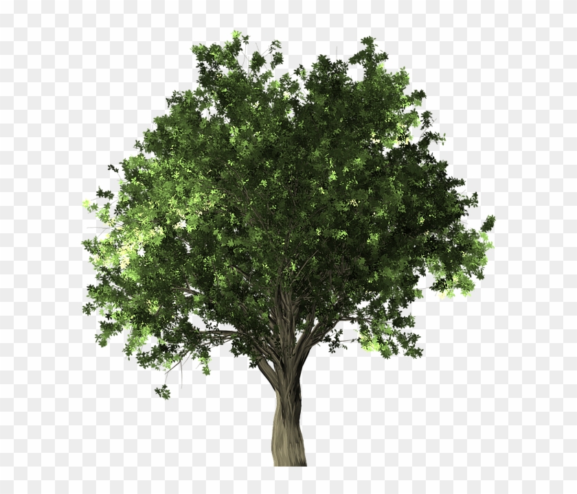 Zelkova Serrata, Tree, Bonsai, Zelkova, Serrata - Apple Tree Without Fruit #382929