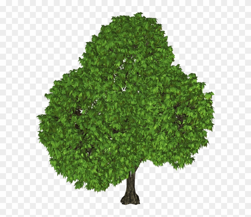 Green Tree Png Clipart Gallery - Black Walnut Tree #382938