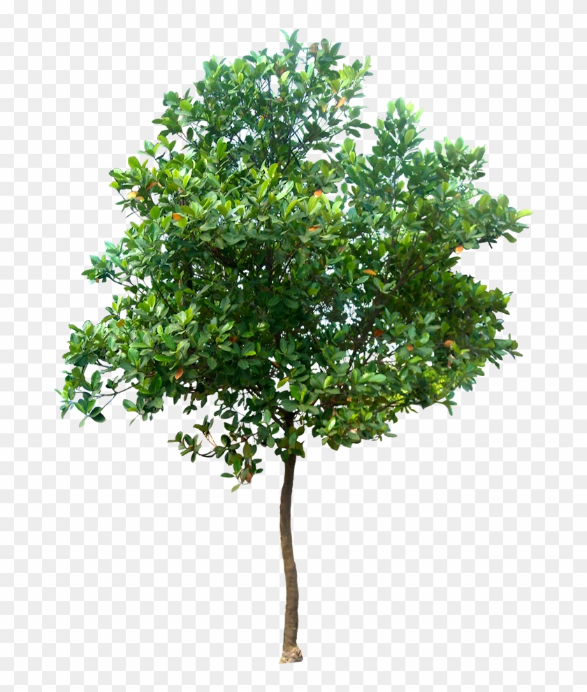 Jack Tree Png Picture - Tree Png #382944