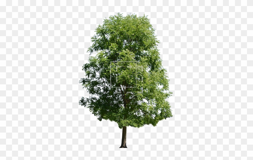 Bright Green Maple Tree - Maple Tree Pngp Hd #382947