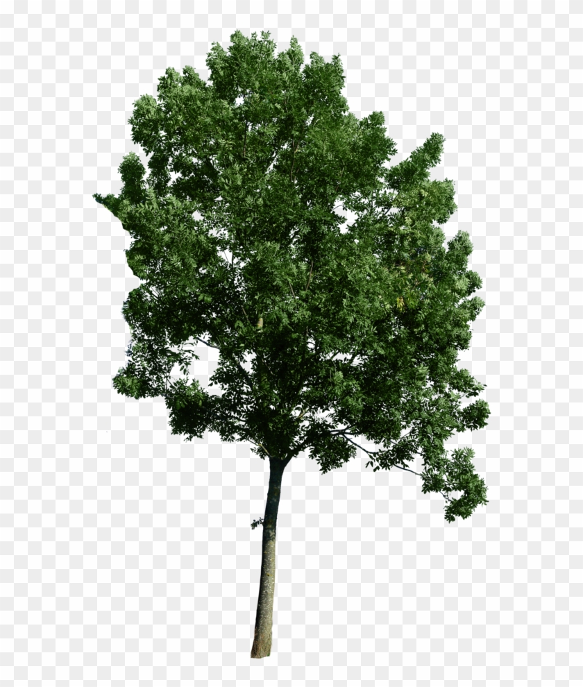 Tree Corner Image - Photoshop Tree Png #382951