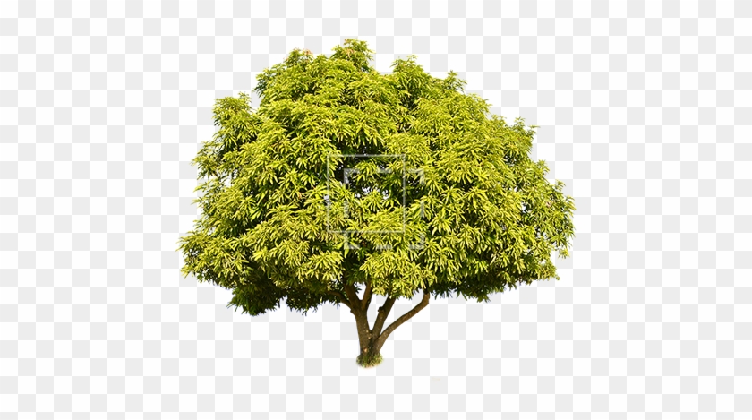 Tall Green Juniper - Short Tree Png #382953