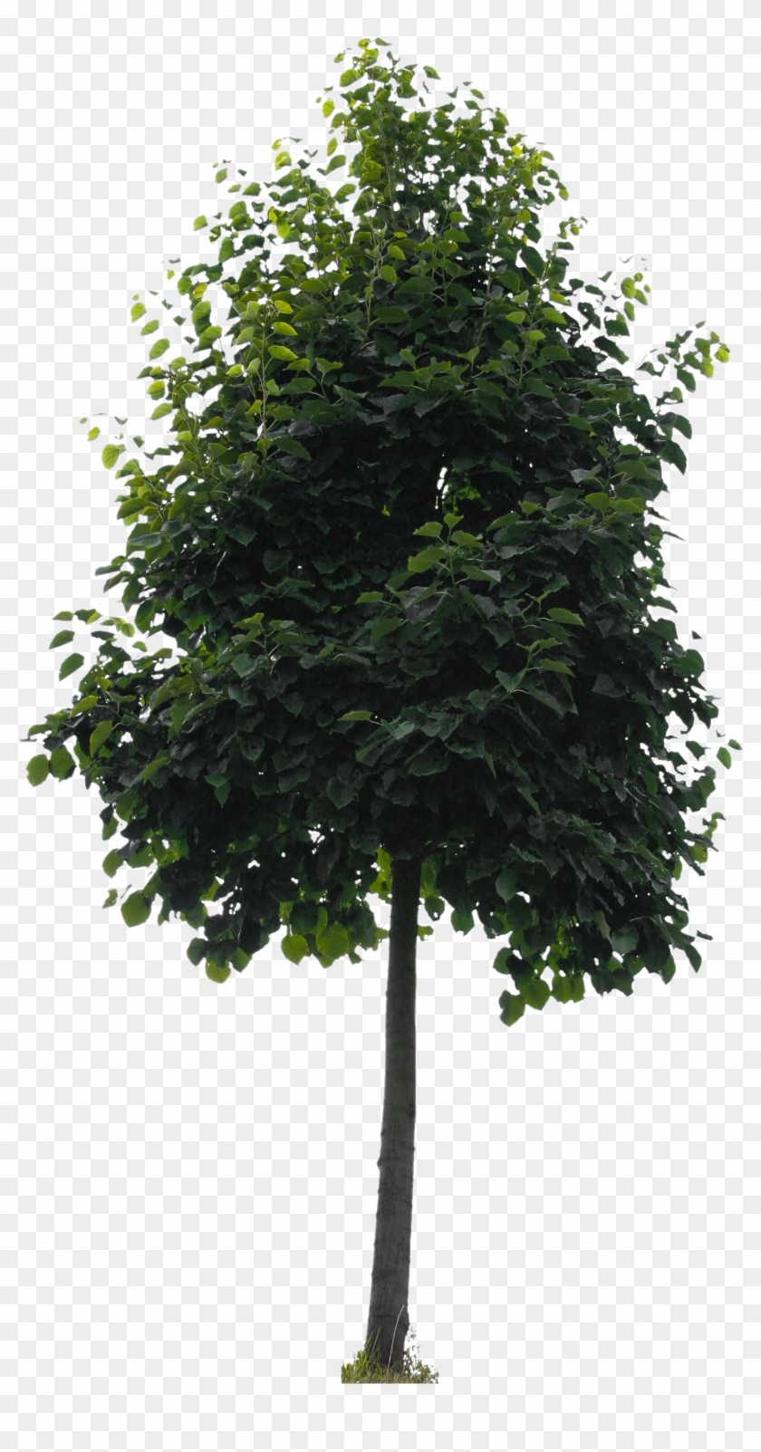 2d Trees - 2d Trees #382983